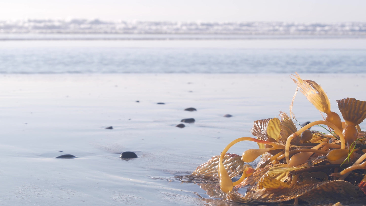 All You Need to Know About Sea Kelp